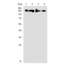 EPHB4 rabbit monoclonal antibody