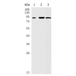 EPN1 rabbit monoclonal antibody