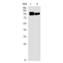 EPS15L1 rabbit monoclonal antibody