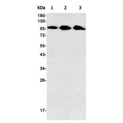 ERAP1 rabbit monoclonal antibody