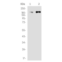ERBB3 rabbit monoclonal antibody