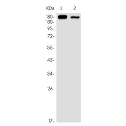 ERBB4 (phospho-Tyr1162) rabbit monoclonal antibody