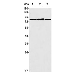 EXOC3 rabbit monoclonal antibody