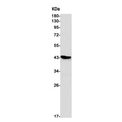 EXOG rabbit monoclonal antibody