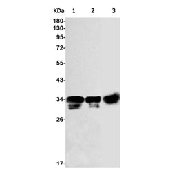 EXOSC2 rabbit monoclonal antibody