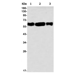 EYA2 rabbit monoclonal antibody