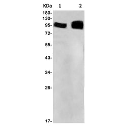 EZH2 rabbit monoclonal antibody