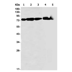 EZR/RDX/MSN (phospho-Thr567/Thr564/Thr558) rabbit monoclonal antibody