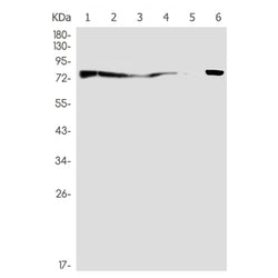 EZR rabbit monoclonal antibody