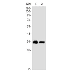 F11R rabbit monoclonal antibody