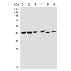 F3 rabbit monoclonal antibody