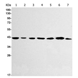 FAM50A rabbit monoclonal antibody