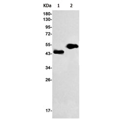 FAS rabbit monoclonal antibody