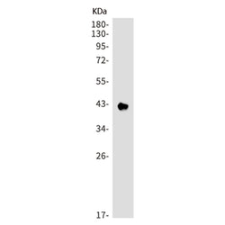 FCGR2A rabbit monoclonal antibody