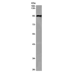 FES rabbit monoclonal antibody