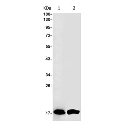 FGF1 rabbit monoclonal antibody