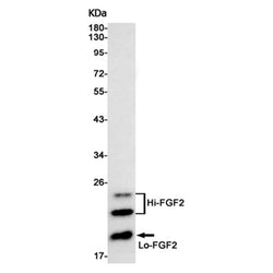 FGF2 rabbit monoclonal antibody