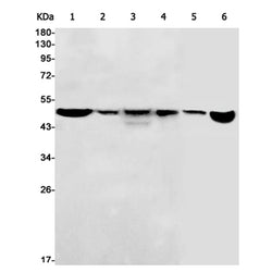 FH rabbit monoclonal antibody