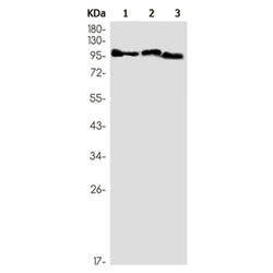 FIG4 rabbit monoclonal antibody