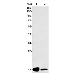 FIS1 rabbit monoclonal antibody