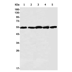 FKBP4 rabbit monoclonal antibody