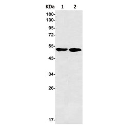 FLI1 rabbit monoclonal antibody