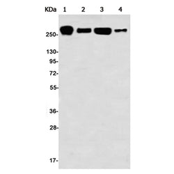 FLNA/FLNB (phospho-Ser2152/Ser2107) rabbit monoclonal antibody