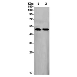 FLOT1 rabbit monoclonal antibody