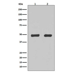 FLOT2 rabbit monoclonal antibody