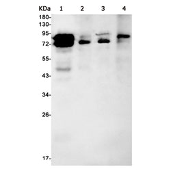 FMR1 rabbit monoclonal antibody