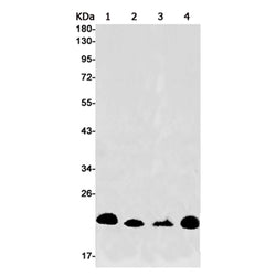 FNDC5 rabbit monoclonal antibody