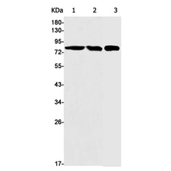 FOXO3 (phospho-Ser253) rabbit monoclonal antibody