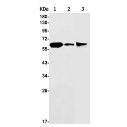 FPGS rabbit monoclonal antibody