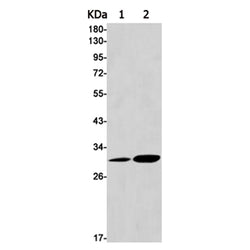 FRAT1 rabbit monoclonal antibody