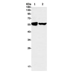 FTO rabbit monoclonal antibody