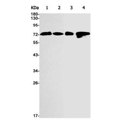 FUBP1 rabbit monoclonal antibody