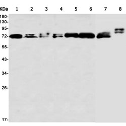 FXR1 rabbit monoclonal antibody