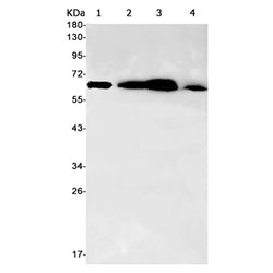 G3BP1 rabbit monoclonal antibody