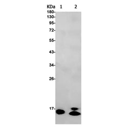 GABARAPL2 rabbit monoclonal antibody