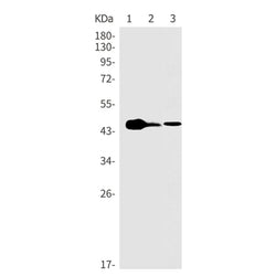 GAP43 rabbit monoclonal antibody