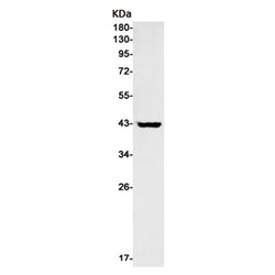 GATA1 rabbit monoclonal antibody