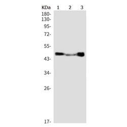GATA3 (phospho-Ser308) rabbit monoclonal antibody