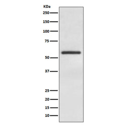 GATA4 rabbit monoclonal antibody