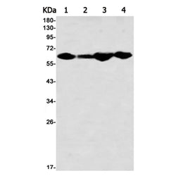 GBP1 rabbit monoclonal antibody