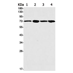 GCLC rabbit monoclonal antibody