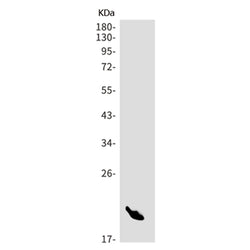 GCSAM rabbit monoclonal antibody
