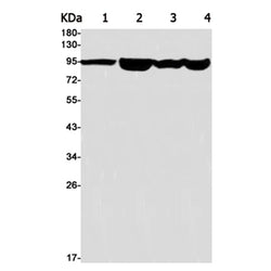 GEN1 rabbit monoclonal antibody