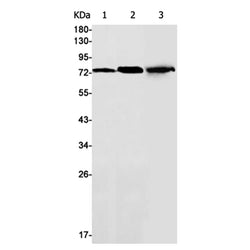 GFPT2 rabbit monoclonal antibody