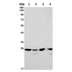 GINS1 rabbit monoclonal antibody