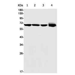 GLS rabbit monoclonal antibody